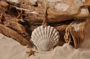 SCALLOP SHELL, SHELL ORNAMENT, SCALLOP SHELL SAND ORNAMENT, TROPICAL SEASIDE ORNAMENT, COASTAL BEACH GIFT, MADE IN FLORIDA, BEACH LOVER GIFTS, BEACH SAND KEEPSAKES, VACATION SOUVENIR, GIFT SHOP OWNERS, PROMOTIONAL ITEMS, PARTY FAVOR, SPECIAL EVENT, COLLECTIBLES, HAND-CRAFTED, FUNDRAISER, BRIDAL SHOWER FAVORS, DESTINATION WEDDING, BEACH WEDDING FAVORS