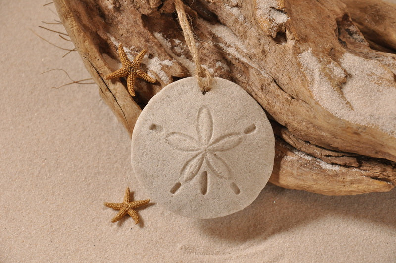 Sand Dollar Sand Ornament (#235) - The Sand Store - By Creative