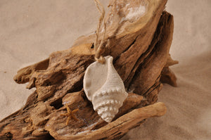 TRITON SHELL ORNAMENT, TRITON SHELL SAND ORNAMENT, SHELL SEASIDE ORNAMENT, COASTAL BEACH GIFT, MADE IN FLORIDA, BEACH LOVER GIFTS, BEACH SAND KEEPSAKES, VACATION SOUVENIR, GIFT SHOP OWNERS, PROMOTIONAL ITEMS, PARTY FAVOR, SPECIAL EVENT, COLLECTIBLES, HAND-CRAFTED, FUNDRAISER, BRIDAL SHOWER FAVORS, DESTINATION WEDDING, BEACH WEDDING FAVORS